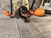 Bear, a male Miniature Dachshund for sale in Georgetown, TX – 7 of 10