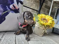 Molly, a female Miniature Dachshund for sale in Georgetown, TX – 10 of 10