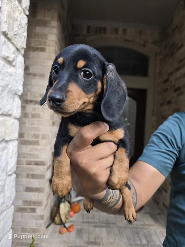 Rollo--AKC Miniature Dachshund Puppy — Black & Tan – Miniature Dachshund puppy for sale in Georgetown, TX