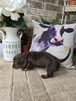 Bear, a male Miniature Dachshund for sale in Georgetown, TX – 9 of 9