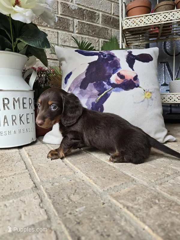Bear – Miniature Dachshund puppy for sale in Georgetown, TX