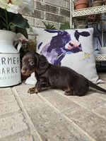 Bear, a male Miniature Dachshund for sale in Georgetown, TX – 1 of 9