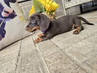 Molly, a female Miniature Dachshund for sale in Georgetown, TX – 3 of 7