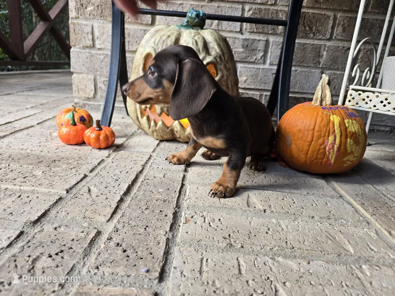 Molly – Miniature Dachshund puppy for sale in Georgetown, TX