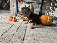 Molly, a female Miniature Dachshund for sale in Georgetown, TX – 1 of 10