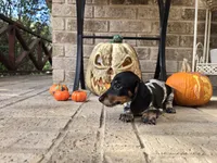 Lucy, a female Miniature Dachshund for sale in Georgetown, TX – 4 of 10
