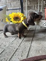 Sally, a female Miniature Dachshund for sale in Georgetown, TX – 5 of 10