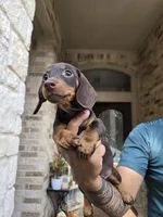 Bear--AKC Miniature Dachshund Puppy — Chocolate & Tan, a male Miniature Dachshund for sale in Georgetown, TX – 1 of 10