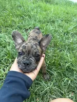 Left Twix , a male French Bulldog for sale in Moreno Valley, CA – 4 of 10