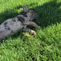 Biscuit (Boy 1) - S0LD, a male French Bulldog for sale in Los Angeles, CA – Photo 6 of 10