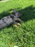 Biscuit (Boy 1), a male French Bulldog for sale in Los Angeles, CA – Photo 6 of 10