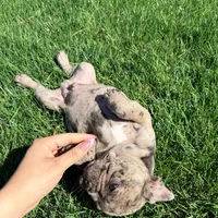 Biscuit (Boy 1) - S0LD, a male French Bulldog for sale in Los Angeles, CA – Photo 3 of 10