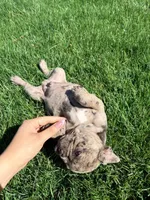 Biscuit (Boy 1), a male French Bulldog for sale in Los Angeles, CA – Photo 3 of 10