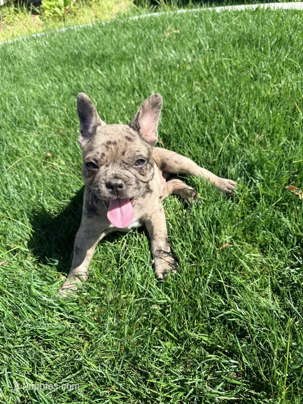 Good boy #1, a male French Bulldog for sale in Los Angeles, CA – Photo 1 of 7