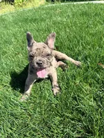 Good boy #1, a male French Bulldog for sale in Los Angeles, CA – Photo 1 of 7