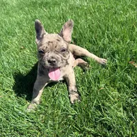 Biscuit (Boy 1) - S0LD, a male French Bulldog for sale in Los Angeles, CA – Photo 2 of 10