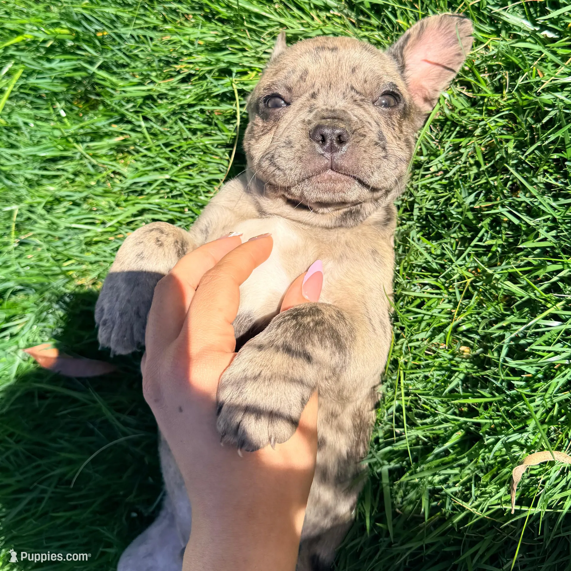 Biscuit (Boy 1), a male French Bulldog for sale in Los Angeles, CA – Photo 4 of 10