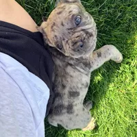 Biscuit (Boy 1) - S0LD, a male French Bulldog for sale in Los Angeles, CA – Photo 5 of 10