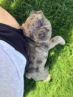 Good boy #1, a male French Bulldog for sale in Los Angeles, CA – Photo 2 of 7