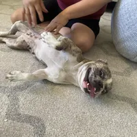 Biscuit (Boy 1) - S0LD, a male French Bulldog for sale in Los Angeles, CA – Photo 10 of 10