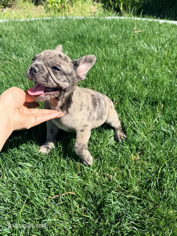 Biscuit (Boy 1), a male French Bulldog for sale in Los Angeles, CA – Photo 1 of 10