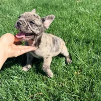 Biscuit (Boy 1) - S0LD, a male French Bulldog for sale in Los Angeles, CA – Photo 1 of 10