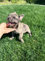 Biscuit (Boy 1), a male French Bulldog for sale in Los Angeles, CA – Photo 1 of 10