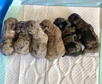 Tiny , a male French Bulldog for sale in Moreno Valley, CA – 7 of 10
