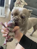 Tiny , a male French Bulldog for sale in Moreno Valley, CA – 6 of 10