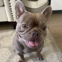 Honey (Girl 1) -  R.e.s.e.r.v.e.d, a female French Bulldog for sale in Los Angeles, CA – Photo 7 of 8