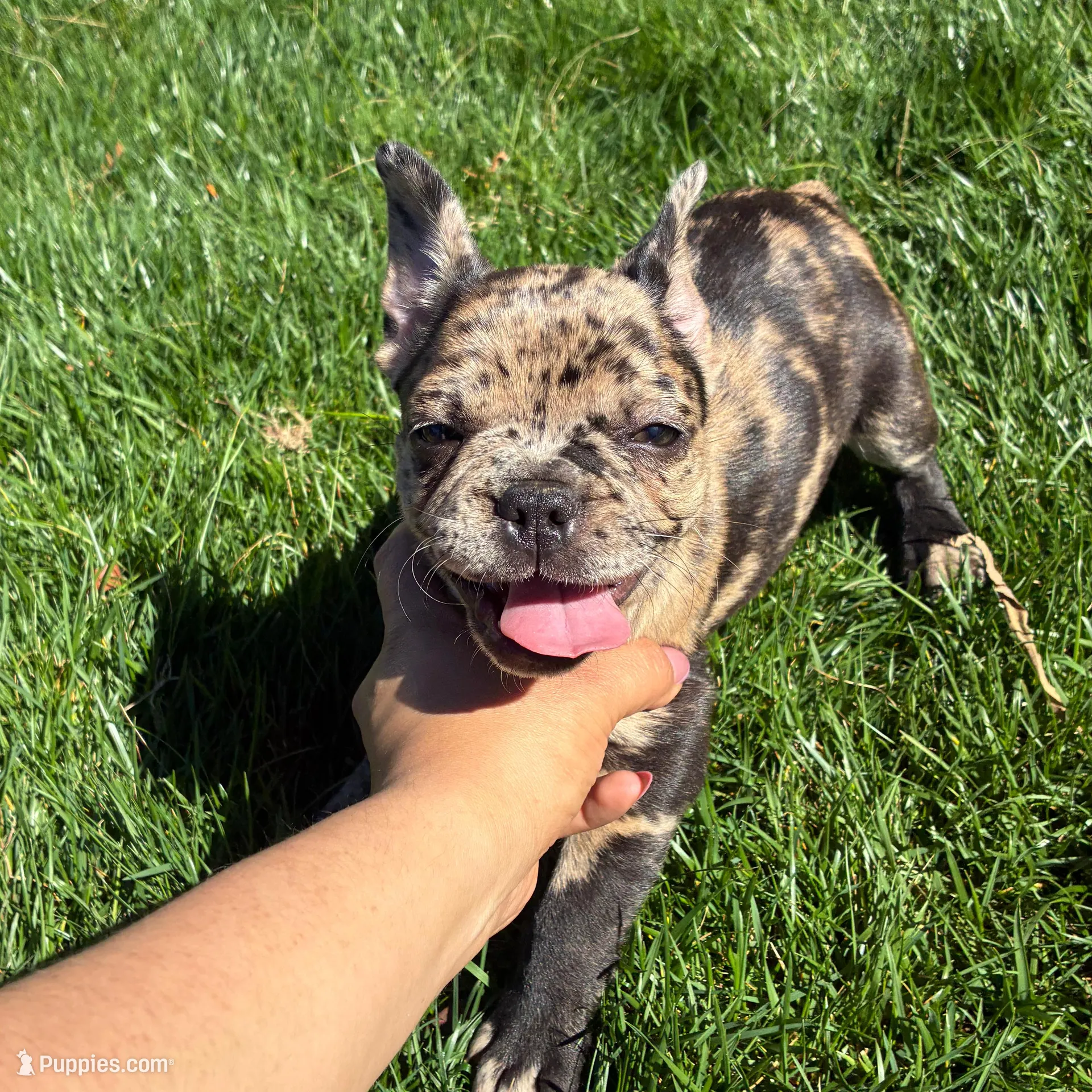 Pretty Girl #2, a female French Bulldog for sale in Los Angeles, CA – Photo 3 of 8