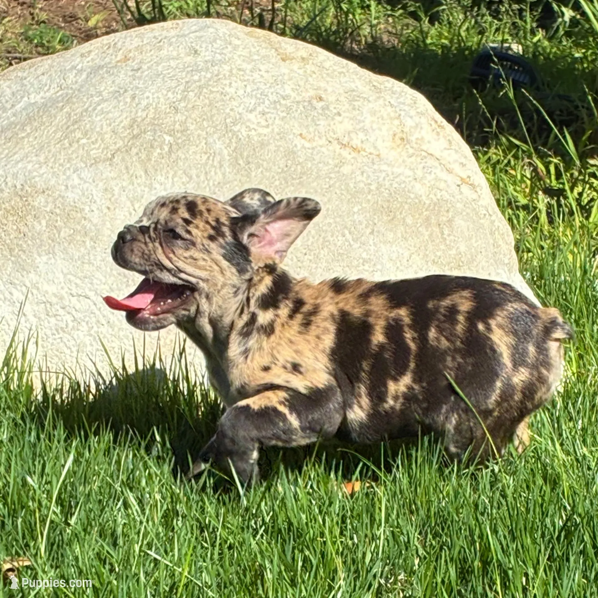 Pretty Girl #2, a female French Bulldog for sale in Los Angeles, CA – Photo 1 of 8