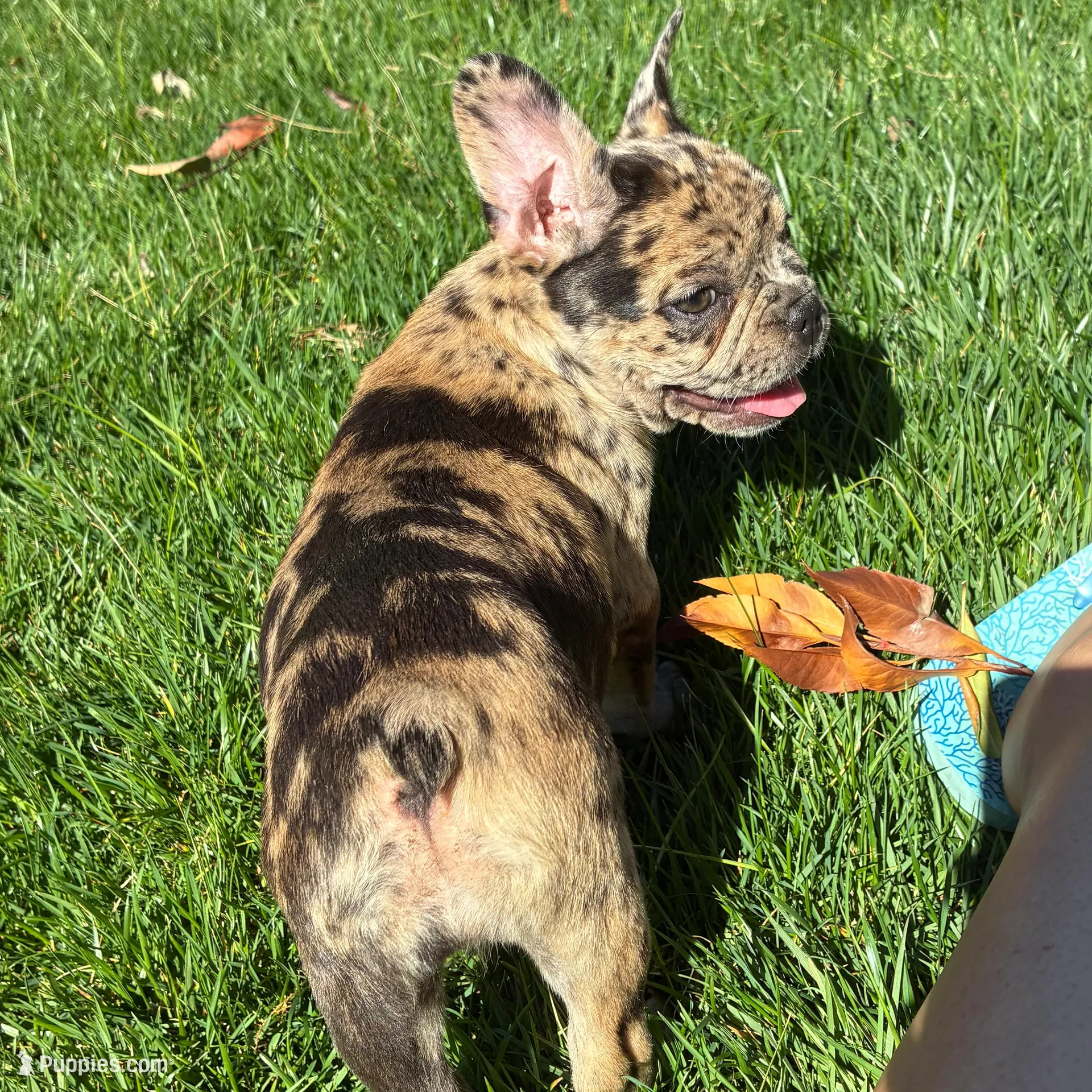 Pretty Girl #2, a female French Bulldog for sale in Los Angeles, CA – Photo 2 of 8