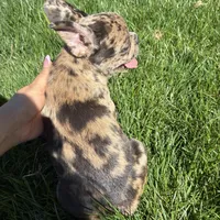 Honey (Girl 1) -  R.e.s.e.r.v.e.d, a female French Bulldog for sale in Los Angeles, CA – Photo 4 of 8