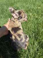 Pretty Girl #2, a female French Bulldog for sale in Los Angeles, CA – Photo 4 of 8