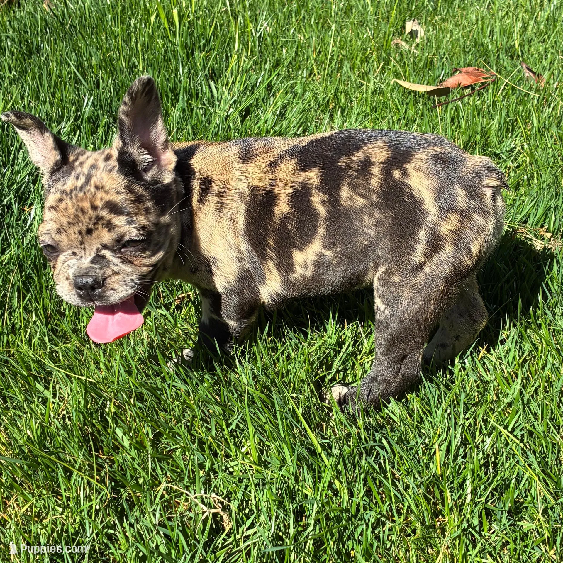Pretty Girl #2, a female French Bulldog for sale in Los Angeles, CA – Photo 6 of 8