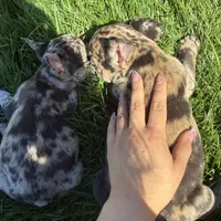 Honey (Girl 1) -  R.e.s.e.r.v.e.d, a female French Bulldog for sale in Los Angeles, CA – Photo 5 of 8