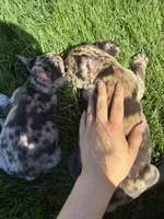 Pretty Girl #2, a female French Bulldog for sale in Los Angeles, CA – Photo 5 of 8