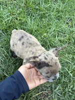 Tiny , a male French Bulldog for sale in Moreno Valley, CA – 2 of 10