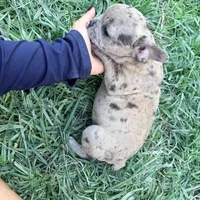 Tiny , a male French Bulldog for sale in Moreno Valley, CA – 5 of 10