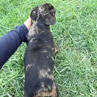Milky Way, a male French Bulldog for sale in Moreno Valley, CA – 2 of 9