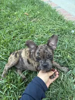Left Twix , a male French Bulldog for sale in Moreno Valley, CA – 6 of 10