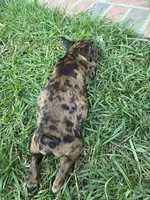 Left Twix , a male French Bulldog for sale in Moreno Valley, CA – 2 of 10