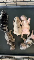 Oreos, a female French Bulldog for sale in Moreno Valley, CA – 6 of 9