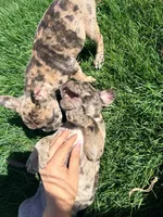 Pretty girl #1, a female French Bulldog for sale in Los Angeles, CA – Photo 5 of 9