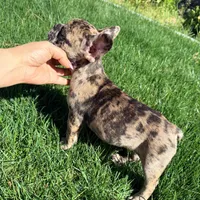 Maple (Girl 2) - R.e.s.e.r.v.e.d, a female French Bulldog for sale in Los Angeles, CA – Photo 1 of 7