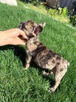 Pretty girl #1, a female French Bulldog for sale in Los Angeles, CA – Photo 1 of 9