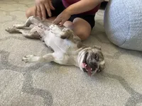 Pretty girl #1, a female French Bulldog for sale in Los Angeles, CA – Photo 9 of 9