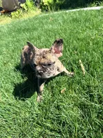 Pretty girl #1, a female French Bulldog for sale in Los Angeles, CA – Photo 4 of 9