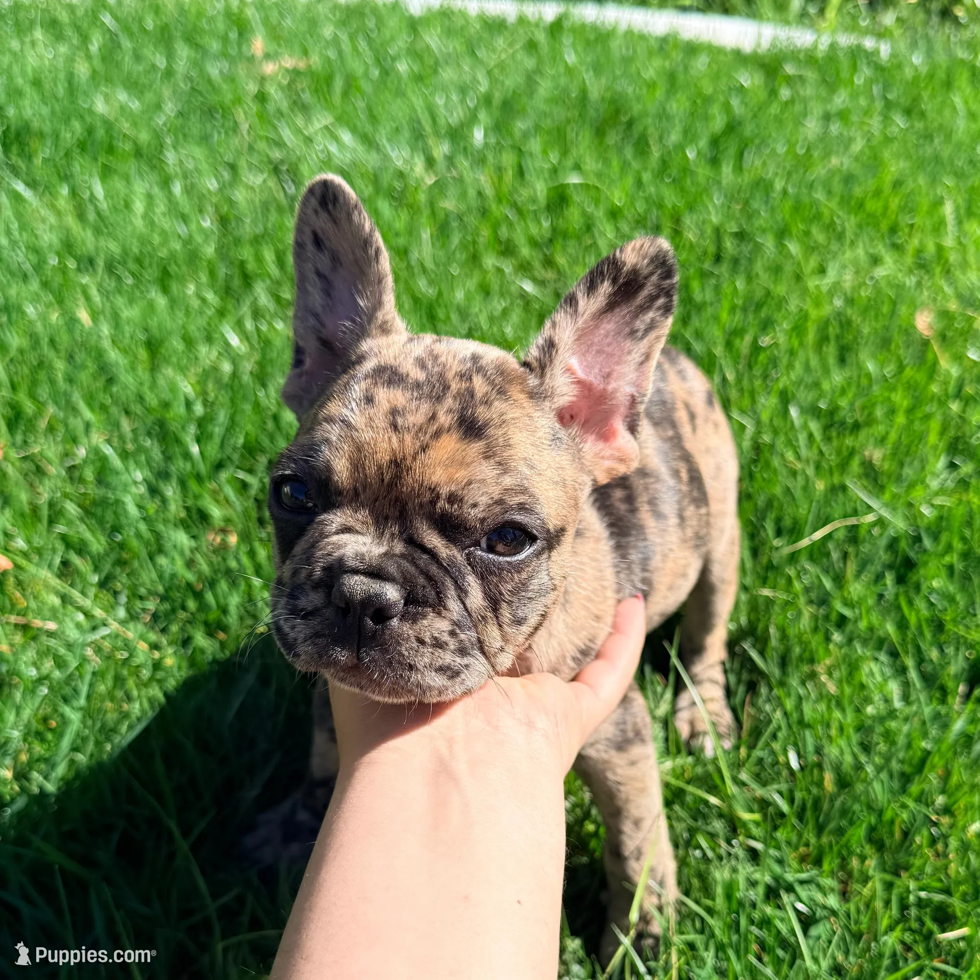 Pretty girl #1, a female French Bulldog for sale in Los Angeles, CA – Photo 2 of 9